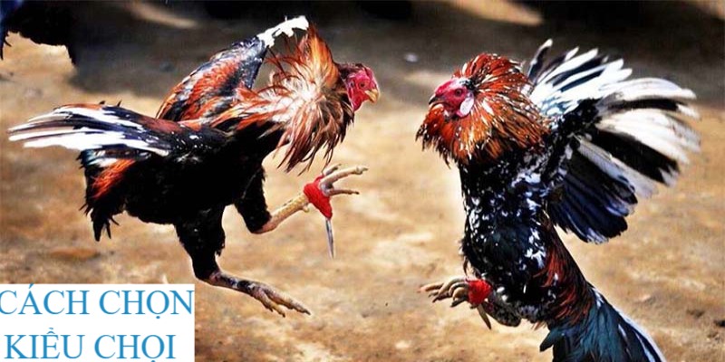 Chọn kiểu chọi phù hợp với bản chất của gà giúp bạn bất bại
